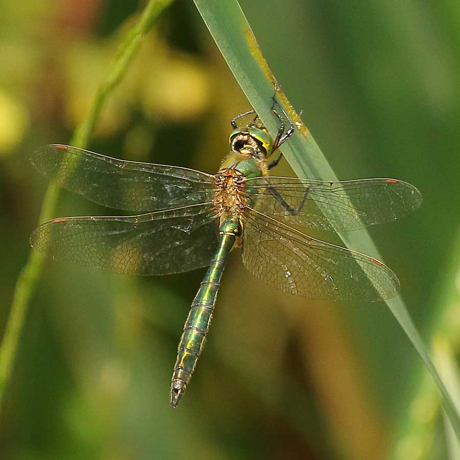 Somatochlora_metallica